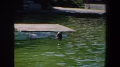 Saint Louis Missouri (1964): Original mm Footage Of A Visit To The Zoo With Seals
