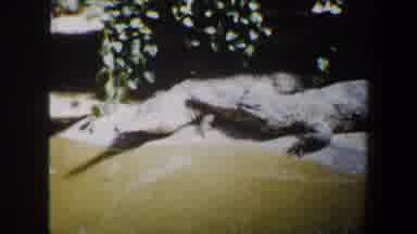 Saint Louis Missouri (1964): Footage Of Big Crocodiles In St Louis Missouri Zoo At