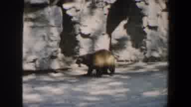 Saint Louis Missouri (1964): A Panda Roams About In The Desert Looking For Food To