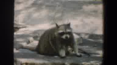 Saint Louis Missouri (1964): View Of Raccoon And Polar Bear On Ice On A Sunny Day