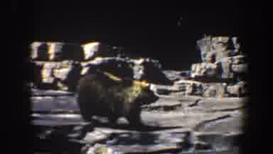 Saint Louis Missouri (1964): A Bear Is Roaming Along The Rocky Edges Sits And