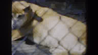 Saint Louis Missouri (1964): Some Bored And Unhappy Dogs In A Horrible Dog House