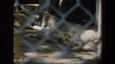 Saint Louis Missouri (1964): Home Video At Zoo Showing Wolves A Fox And A Couple