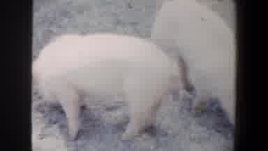 Saint Louis Missouri (1964): Home Movie Of Baby Kids And Piglets At Petting Zoo