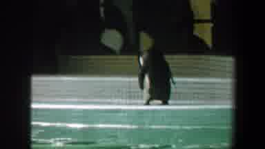Saint Louis Missouri (1964): Several Penguins And One Sitting Man Snide An Outdoor