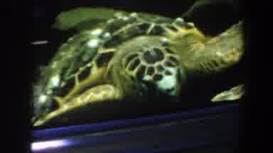Saint Louis Missouri (1964): Looking At Glass Aquarium Containing Two Turtles