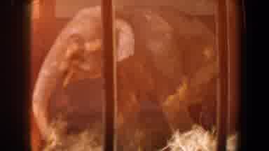 Saint Louis Missouri (1964): African Elephant Birds Adult And Child Sitting On