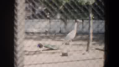 Saint Louis Missouri (1964): Birds Cages In A Poultry Farm Walking Around Feeding