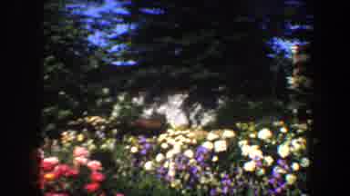 Saint Louis Missouri (1964): View Of Blooming White Pink And Yellow Flowers On A