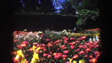 Saint Louis Missouri (1964): Beautiful And Colorful Flowers Everywhere