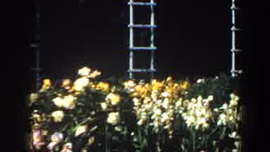 SAINT LOUIS MISSOURI-1964: View Of Yellow And White Blooming Flowers On A Bright