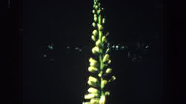 Saint Louis Missouri (1964): Pink Yellow And White Flowering Plants In Different