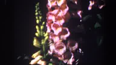 Saint Louis Missouri (1964): View Of Pink Blooming Flowers On A Bright Sunny Day