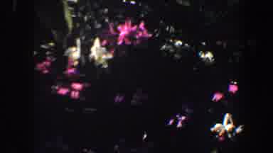 Saint Louis Missouri (1964): View Of Blooming Pink And White Flowers On A Sunny