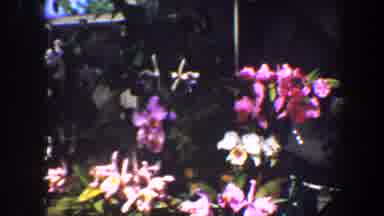 Saint Louis Missouri (1964): A Collection Of Ornamental Plants Growing In The