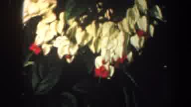 Saint Louis Missouri (1964): Old Footage Some Beautiful Flowers Grown In A Large
