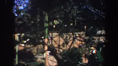 Saint Louis Missouri (1964): Inside Of A Grand And Lush Greenhouse With Glass