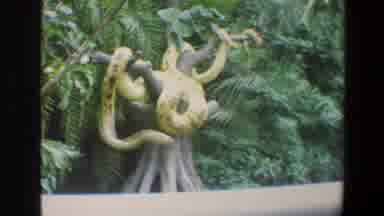 Walt Disney World Florida (1973): People Go To A Zoo And See An Elephant And A