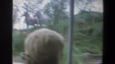 Walt Disney World Florida (1973): Giraffes Zebras And Antelope Filmed From Zoo