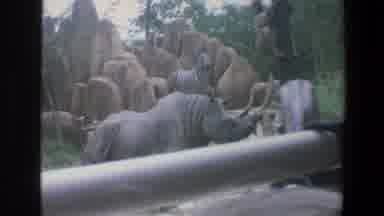 Walt Disney World Florida (1973): Rhinos And Zebras And Other Animals From The Zoo