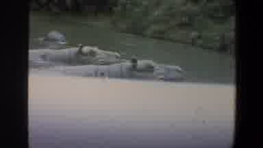 Walt Disney World Florida (1973): Giant Hippo Yawning In A Wading Pool With His