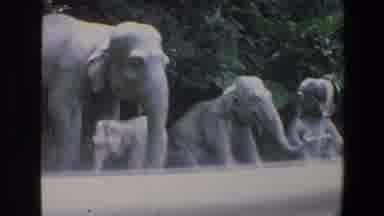 Walt Disney World Florida (1973): A Group Of Elephants Moving Around In The Bush