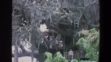 Walt Disney World Florida (1973): People Having Fun In The Trees Of A Park