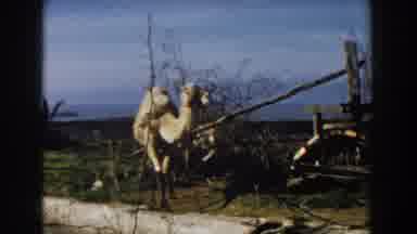 CASABLANCA-1959: Tan Camel Walking Past Wooden Cart On A Sunny Day
