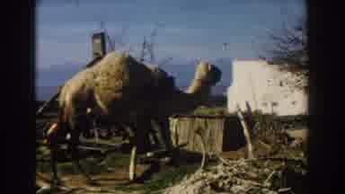 CASABLANCA-1959: Dromedary Camel Hooked To A Harness Walking Around A Water Wheel