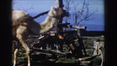 CASABLANCA-1959: Camel Walking Past Primitive Wooden Tools