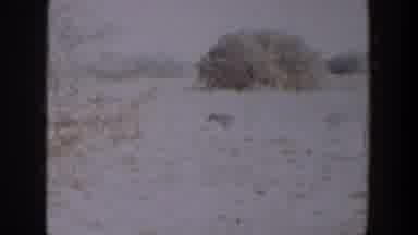 Lubbock Texas-1957: Grainy Film Of A Dog Standing Still In A Snowy Field With