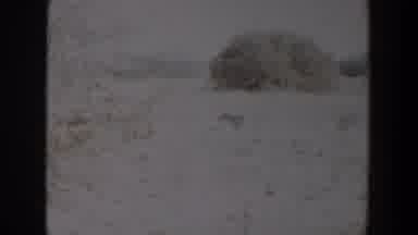 Lubbock Texas-1957: Black And White Video Of A Desert With Shrubs And Grasses