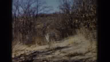 Lubbock Texas (1957): Animals In Pasture Land In Different Scenes Film Jumps
