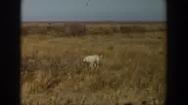 Lubbock Texas (1957): Watching Waiting Dog In Field Glimmering Collar Stillness