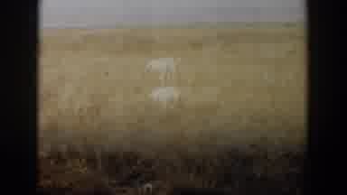 Lubbock Texas (1957): A White Dog Shot From Multiple Angles Standing In A Flat