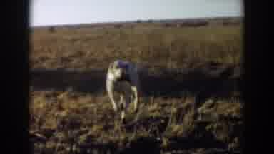 Lubbock Texas (1957): Hunting Dog Brings Food Home