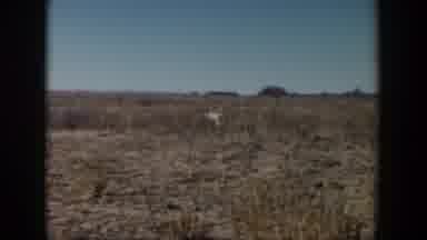 Lubbock Texas (1957): Light Colored Dog Walks Through Dry Prairie Land With Shrubs
