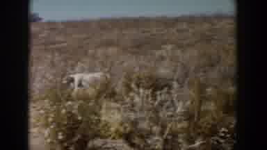 Lubbock Texas (1957): View Of White Dog Running Through Field On A Clear Sunny Day