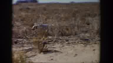 Lubbock Texas (1957): A Dog Walking In A Hot And Desert Environment Apparently