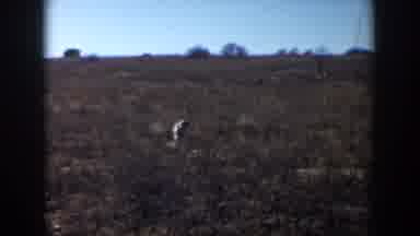Lubbock Texas (1957): The Hunter And His Hunting Dog In Action