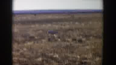 Lubbock Texas (1957): Hunter Looks For Something To Kill