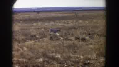 Lubbock Texas (1957): White And Black Dog Field Running Walking Free Roaming