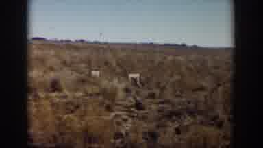 Lubbock Texas (1957): Two Dogs Run After Each Other Far Into The Bush
