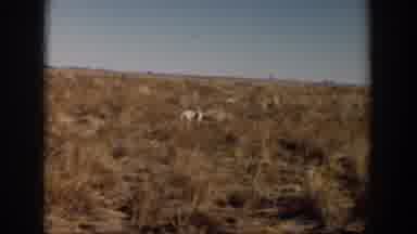 Lubbock Texas (1957): An Animal Wandering Alone In The Jungle Filled With