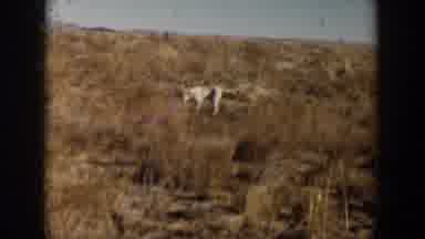 Lubbock Texas (1957): Alone Animal Standing In The Woods Watching On A Sunny Day