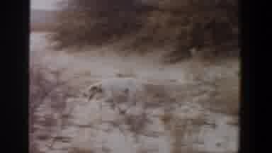 Lubbock Texas-1956: White Dog Searches For Food In Dry Brushy Field