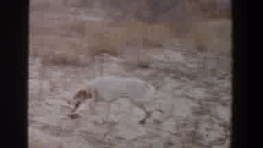 Lubbock Texas (1956): View Of White Dog Walking Through Tan Field On A Clear Day