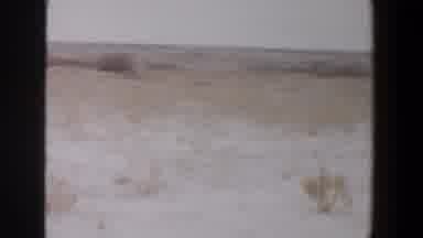 Lubbock Texas (1956): Empty Land With Useless Bushes