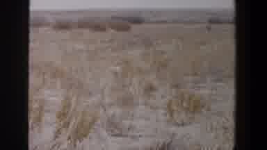 Lubbock Texas (1956): A Desert With Some Dried Bushes And Covered Of Sand And Dead
