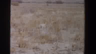 Lubbock Texas (1956): Large Dog With Wagging Tail Moving Around In Scrubby